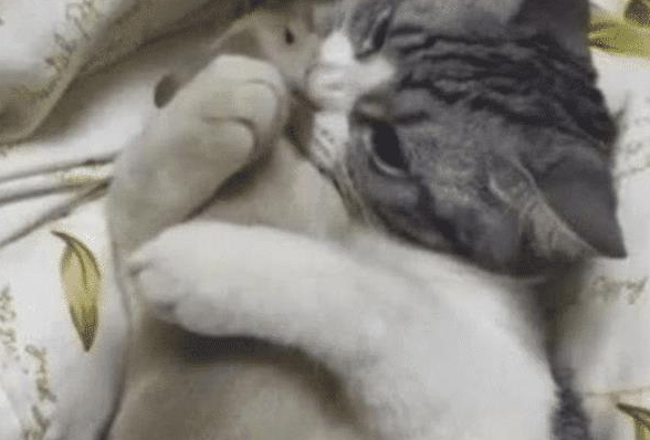 女子下班回家, 发现猫咪正抱着东西在玩, 看清后魂都被吓没了! 女子下班回家, 发现猫咪正抱着东西在玩, 看清后魂都被吓没了!