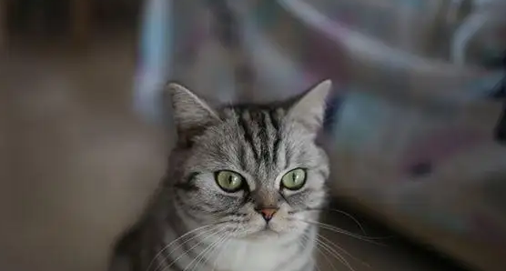 美短千万不能养猫可以吃水果吗 美短千万不能养猫可以吃水果吗