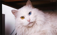 猫的视力如何