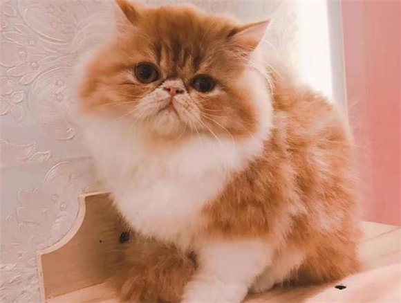加菲猫怕热吗?让我来告诉你 加菲猫怕热吗?让我来告诉你