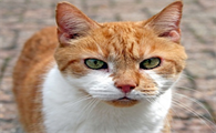 猫在外面叫的非常惨怎么办啊