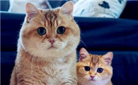 猫有什么方法代替绝育