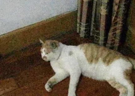 捡到怀孕流浪猫去做产检,医生说的一句话,网友抱着猫咪就跑了 捡到怀孕流浪猫去做产检,医生说的一句话,网友抱着猫咪就跑了