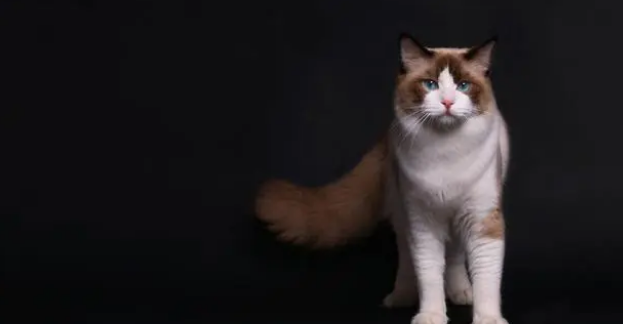 什么情况下需要给猫咪换粮呢?一起了解一下~ 什么情况下需要给猫咪换粮呢?一起了解一下~