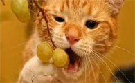 猫能吃葡萄吗