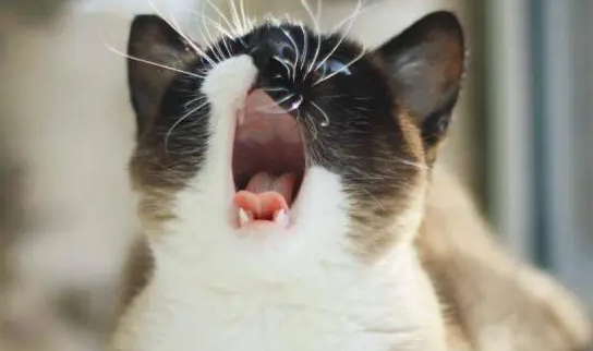 猫为什么一直叫 猫为什么一直叫