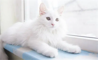 猫咪驱虫时间是什么时候