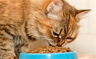 猫咪能吃什么零食
