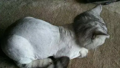 猫剃毛后长不出来了怎么办 猫剃毛后长不出来了怎么办