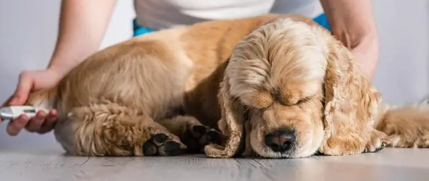 狗狗拉肚子喂什么药好