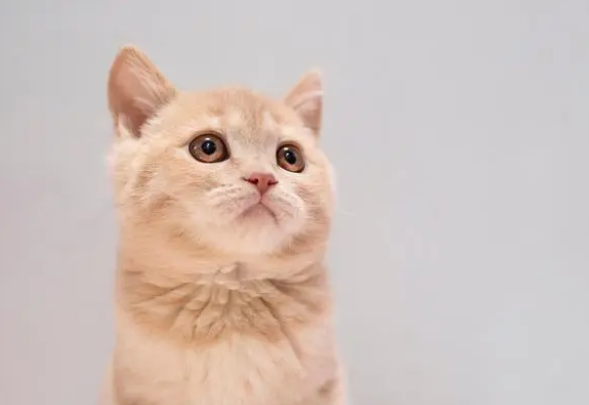 养宠分享:猫咪每天吃多少猫粮 养宠分享:猫咪每天吃多少猫粮