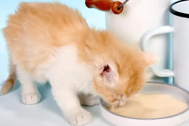 猫咪不能吃什么东西吗会死吗 猫咪不能吃什么东西吗会死吗