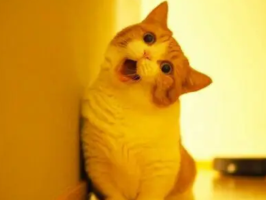 猫几个月下崽