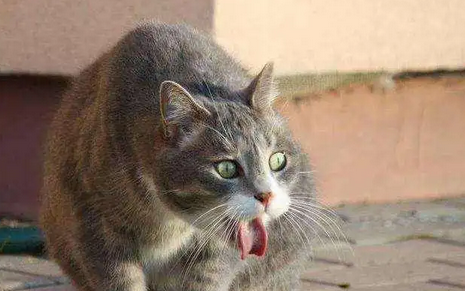 猫咪快生了怎么还呕吐怎么办 猫咪快生了怎么还呕吐怎么办