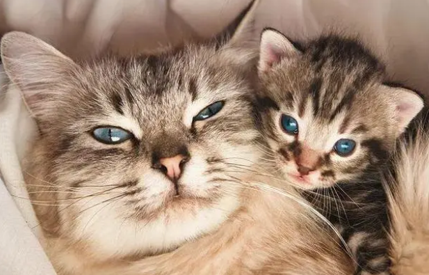 孕猫奶头上长了黑色的点 孕猫奶头上长了黑色的点