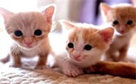 猫咪生了6只死了3只正常吗