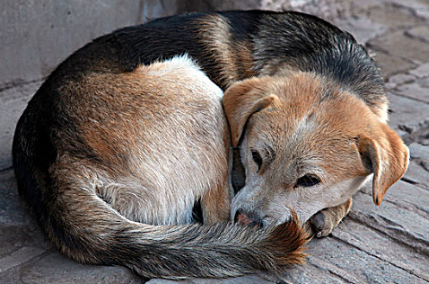 犬瘟治愈率高吗现在 犬瘟治愈率高吗现在