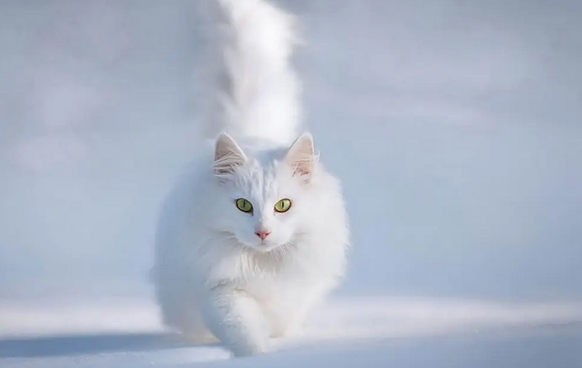 猫的体温37℃是不是有点低 猫的体温37℃是不是有点低