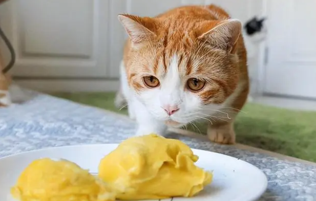 猫咪吃什么零食