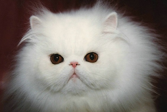 两个月的猫一天大便四五次正常吗