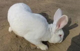 大耳白兔的生活习性，你知道吗？
