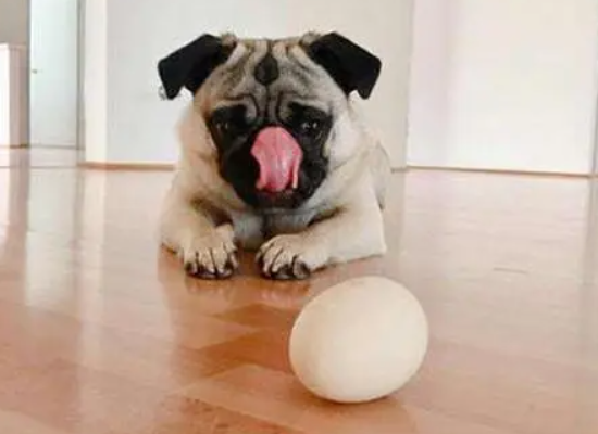 狗能吃生鸡蛋吗1