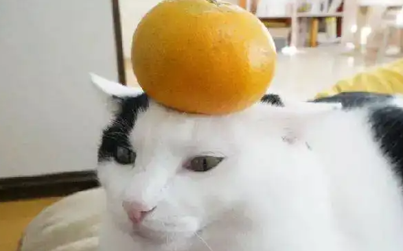 猫能吃橘子吗