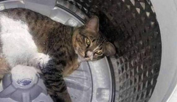 猫咪在洗衣机里睡觉，突然感觉身体一重，睁眼一看：活腻了吧？