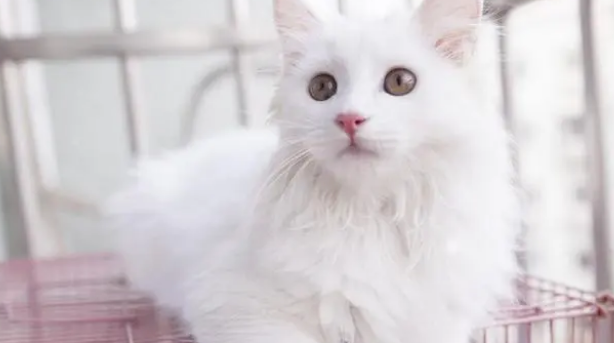 小猫咪几个月可以驱虫