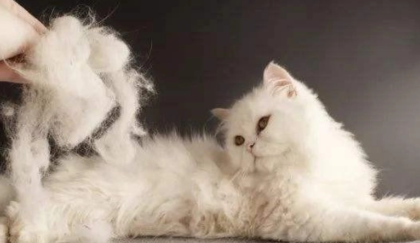 冬天猫掉毛什么原因引起的