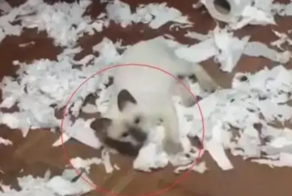 买了一只猫,养段时间后,这确定不是二哈? 买了一只猫,养段时间后,这确定不是二哈?