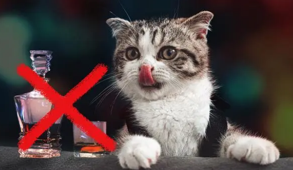 猫能喝酒吗一点点会死吗 猫能喝酒吗一点点会死吗