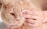 猫咪泪痕沟怎么去除