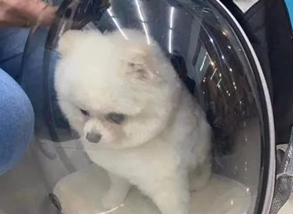迟到两小时才来接,博美一路臭脸气到家 迟到两小时才来接,博美一路臭脸气到家