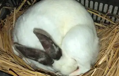 兔子冬眠吗？来了解一下吧