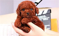 玩具贵宾犬多少钱一只