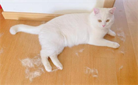 猫咪掉毛怎么解决吃什么