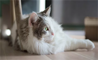 一个月的猫咪可以洗澡吗