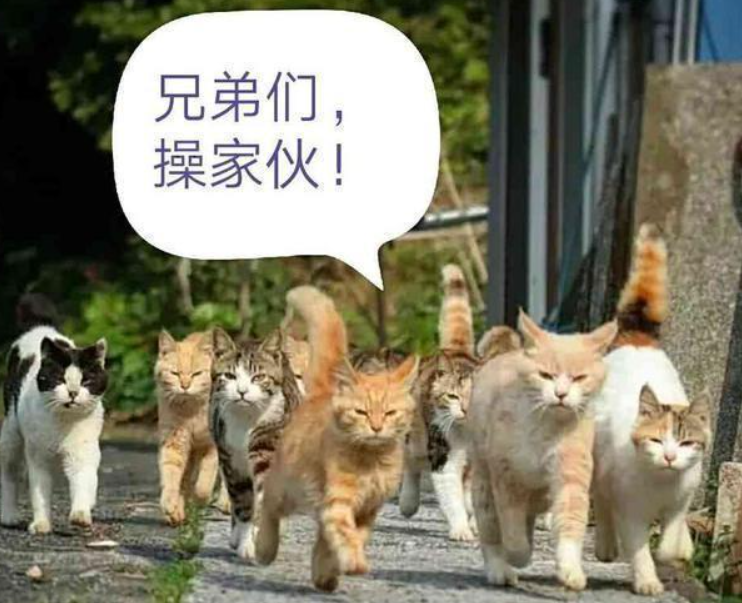 社会橘猫老来得子，父子画风奇特，网友：怕了，不敢撸