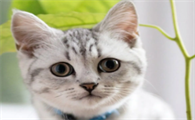 猫咪不吃不喝没精神还吐白沫怎么回事儿