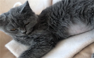 猫传腹是啥病