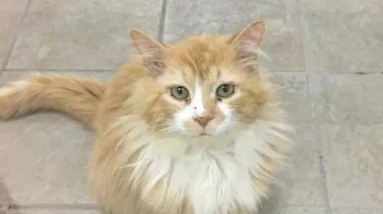 坚强的被弃猫咪,凭着本能徒行20公里回家 坚强的被弃猫咪,凭着本能徒行20公里回家