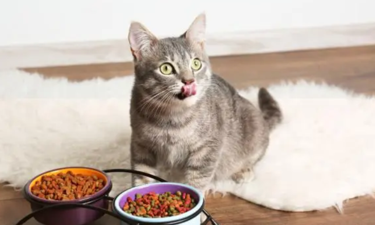 猫咪如何科学换粮?看这一篇就够了! 猫咪如何科学换粮?看这一篇就够了!