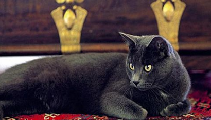 猫猫打喷嚏可以打疫苗吗
