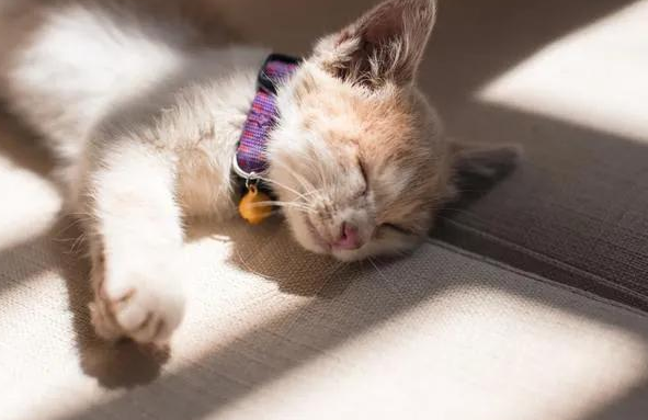 绝育后的猫咪怎么照顾