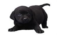 五黑犬适合家养吗