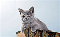 猫肛门有透明粘液像蛋清一样怎么回事