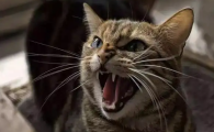 猫咪为什么半夜一直叫不停