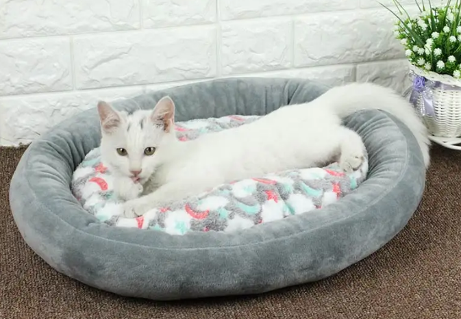 猫窝放在哪里