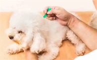 狗狗生理期可以体外驱虫吗有影响吗